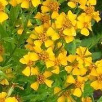 Mexican marigold seeds<br />  (Mexican tarragon, Spanish tarragon, Pericón): Tagetes lucida