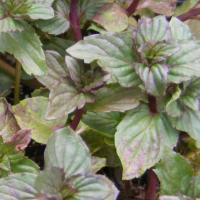 Mint 'After Eight': Mentha x piperata 'After Eight'