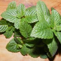 Apple mint (Woolly mint): Mentha suavolens