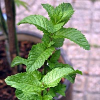 Spearmint - Garden Mint: Mentha spicata