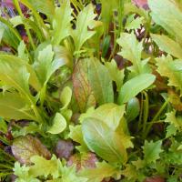 Mixed Salad Leaf seeds — Oriental mix:  