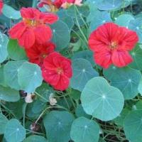 Nasturtium 'Blue Pepe' seeds (Salad nasturtium): Tropaeolum majus