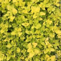 Golden Oregano: Oreganum vulgare 'Aureum'