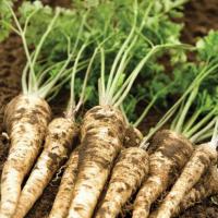 Parsley Hamburg rooted<br />  (Parsley root, Turnip rooted parsley, Hamburg parsley): Petroselinum Hortense var. Tuberosum