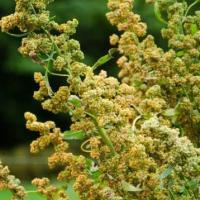 Quinoa: Chenopodium quinoa