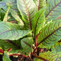 Red Veined Sorrel: Rumex sanguineus