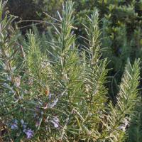 Rosemary: Salvia rosmarinus