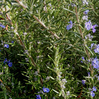 Rosemary Blue Lagoon: Salvia rosmarinus 'Blue Lagoon'