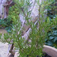 Rosemary 'Green Ginger': Salvia rosmarinus 'Green Ginger'