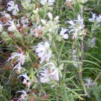 White-flowered Rosemary: Salvia rosmarinus 'Alba'