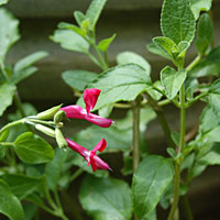Blackcurrant Sage: Salvia microphylla