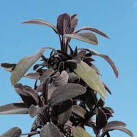 Purple Sage: Salvia officinalis 'purpurascens'