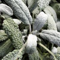 Sage 'Snowflake': Salvia officinalis 'Snowflake'