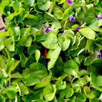 Sweet Violet: Viola odorata