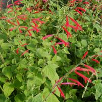 Tangerine Sage: Salvia elegans