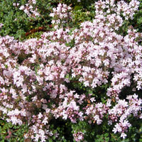 Thyme Pink Chintz: Thymus serpyllum 'Pink Chintz'