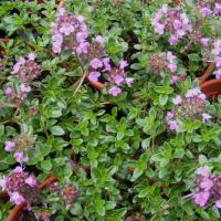 Thyme Prostratus: Thymus serpyllum 'Prostratus'