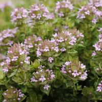 Rose scented thyme: Thymus spp. 'Rose scented'