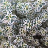 Thyme Sparkling Bright: Thymus spp.