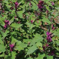 Tree Spinach seeds: Chenopodium giganteum