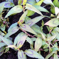 Vietnamese coriander: Persicaria odorata