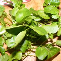 Watercress seeds: Nasturtium officinale