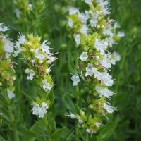 Hyssop white flowered: Hyssopus officinalis