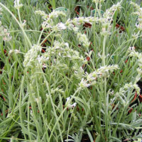 White lavender: Lavandula x intermedia 'Edelweiss'