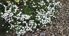 Double flowering chamomile