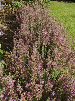 Germander Hedge