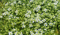 White thyme on path 2