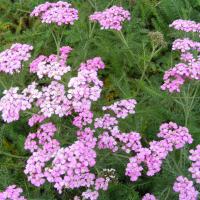 Achillea millefolium 'Lilac Beauty'