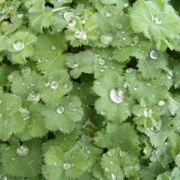 Alchemilla mollis 'Thriller'