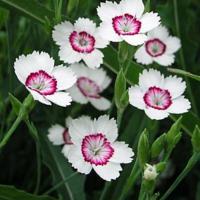 Dianthus deltoides 'Arctic Fire'