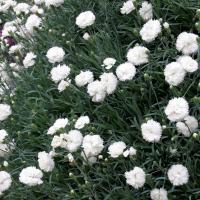 Dianthus deltoides 'Arctic Star' (Devon Arctic Star)