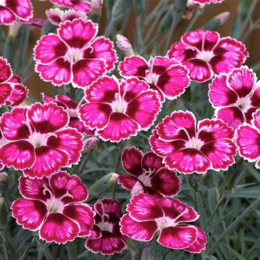 Dianthus deltoides 'Flutterburst' (Dianthus deltoides 'Flutterburst')