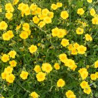 Helianthemum nummularium 'Ben Fhada'