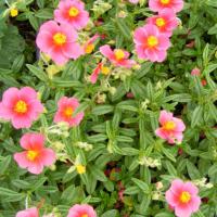 Helianthemum nummularium 'Ben Ledi'