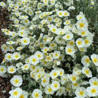 Helianthemum nummularium 'The Bride'