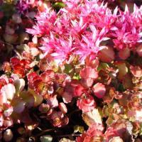 Sedum spurium 'Dragon's Blood' / 'Schorbuser Blut'<br /> (Caucasian stonecrop)