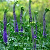 Veronica spicata 'Christa' (Ornamental speedwell)