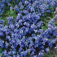 Veronica spicata (Prostrate speedwell, Alpine Speedwell)