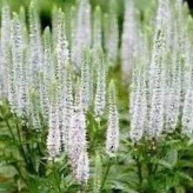 Veronica spicata 'Snow Candles' (Spiked speedwell)