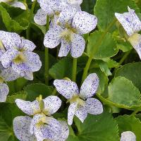 Viola sororia 'Freckles'