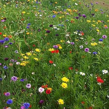 Flowering pollinator & companion planting seed mix:  