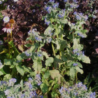 Borage blue flowered seeds (Starflower): Borago officinalis