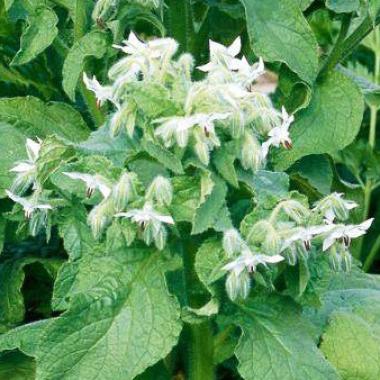 Borage white flowered seeds (Starflower): Borago officinalis 'Alba'