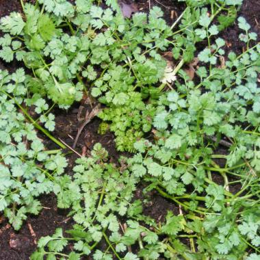 Chervil seeds: Anthriscus cerefolium