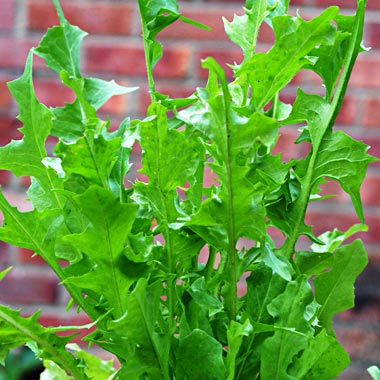 Chicory: Cicorium intybus