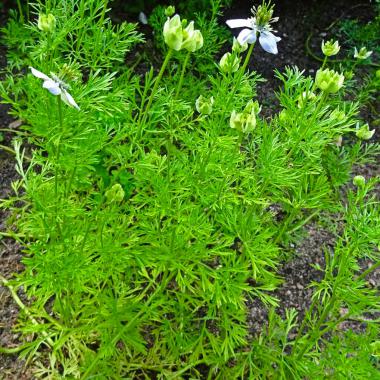 Cumin (black) seeds: Nigella sativa